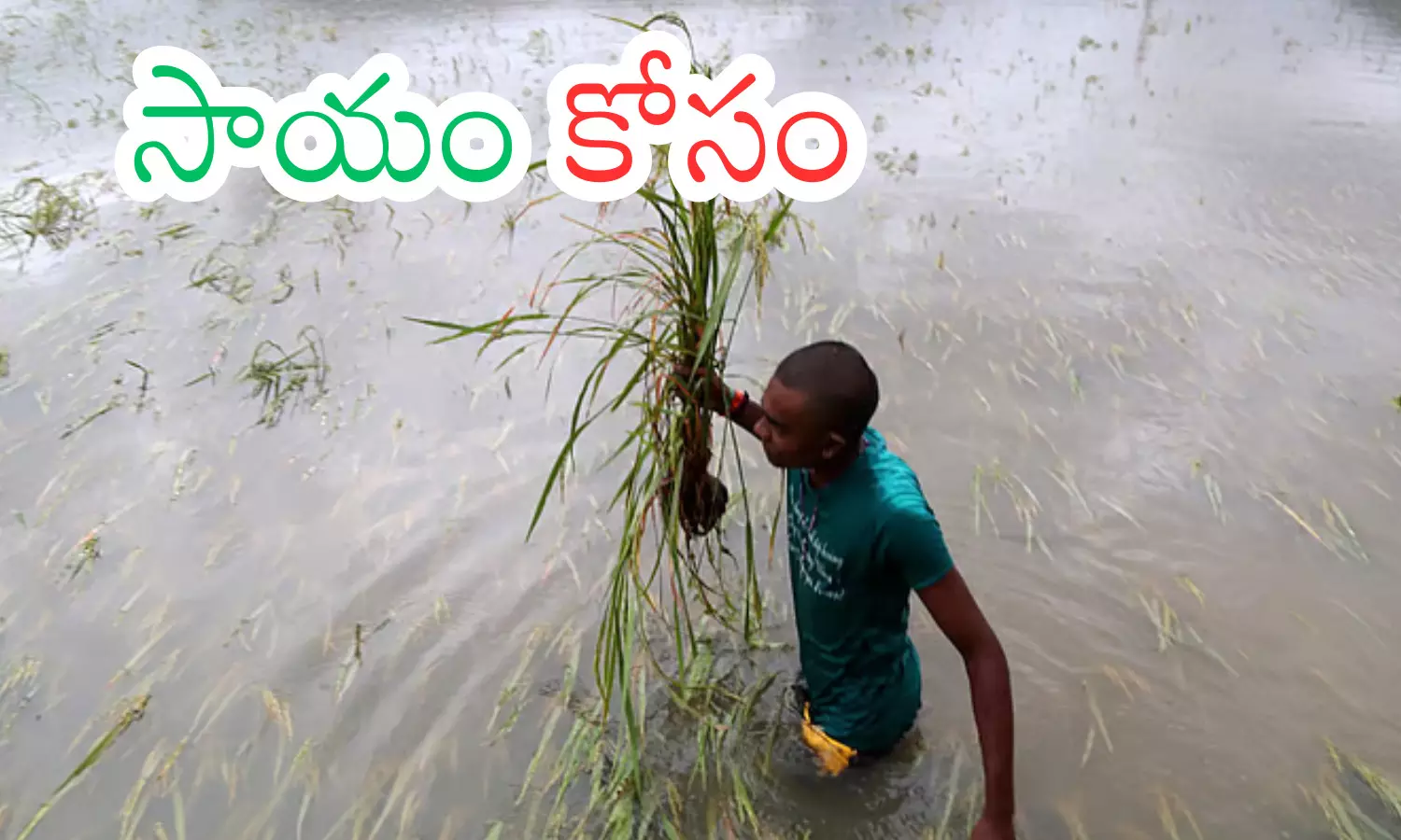 farmers in telangana have suffered, suffered severe losses due to recent heavy rains and cloud bursts,  medak, sangareddy, kamareddy, telangana