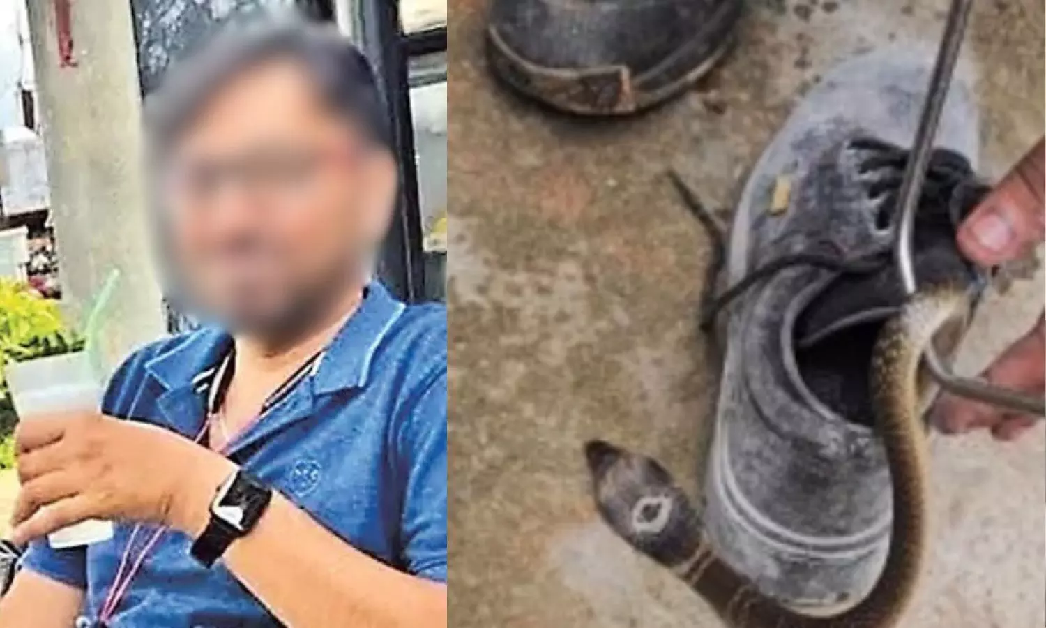 snake, slipper,prakesh