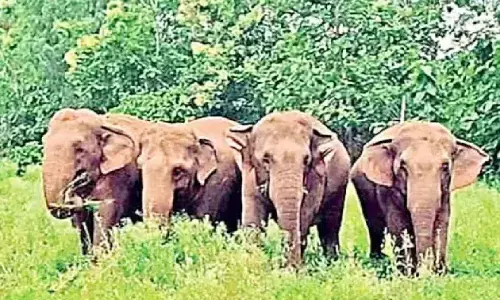 new experiment, forest officials, information about elephants,  tirupati