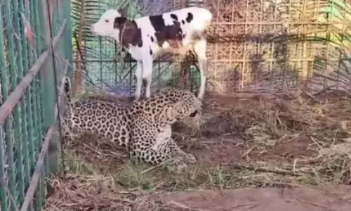 చిరుత పక్కనే లేగ దూడ గడ్డి తింటూ