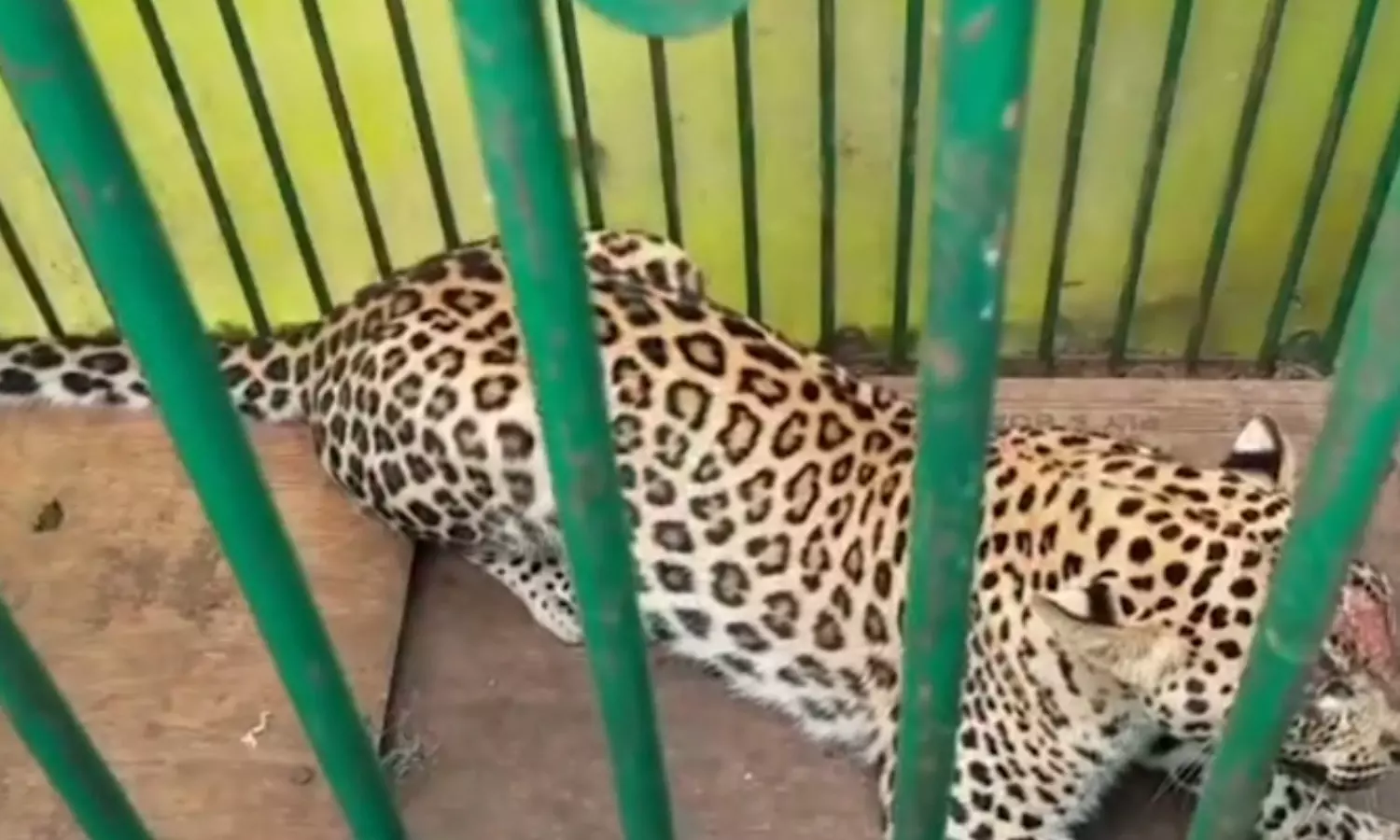 leopard that was feared, finally been caught, mahabubnagar district, telangana