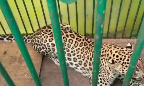 leopard that was feared, finally been caught, mahabubnagar district, telangana