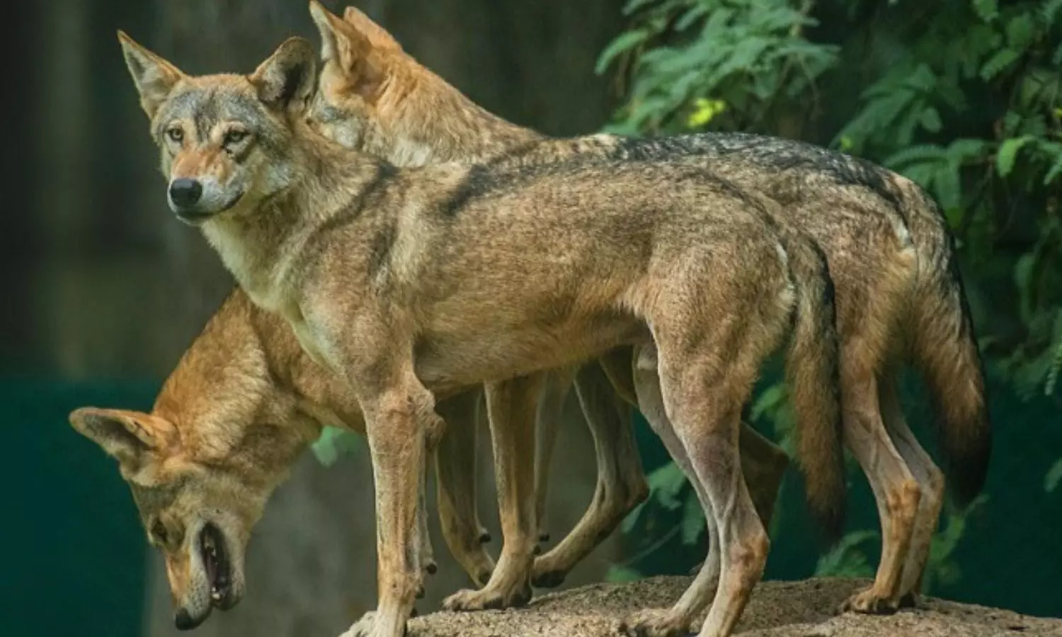 ఆ తోడేళ్లతో 12 గ్రామాలకు నిద్ర లేదు