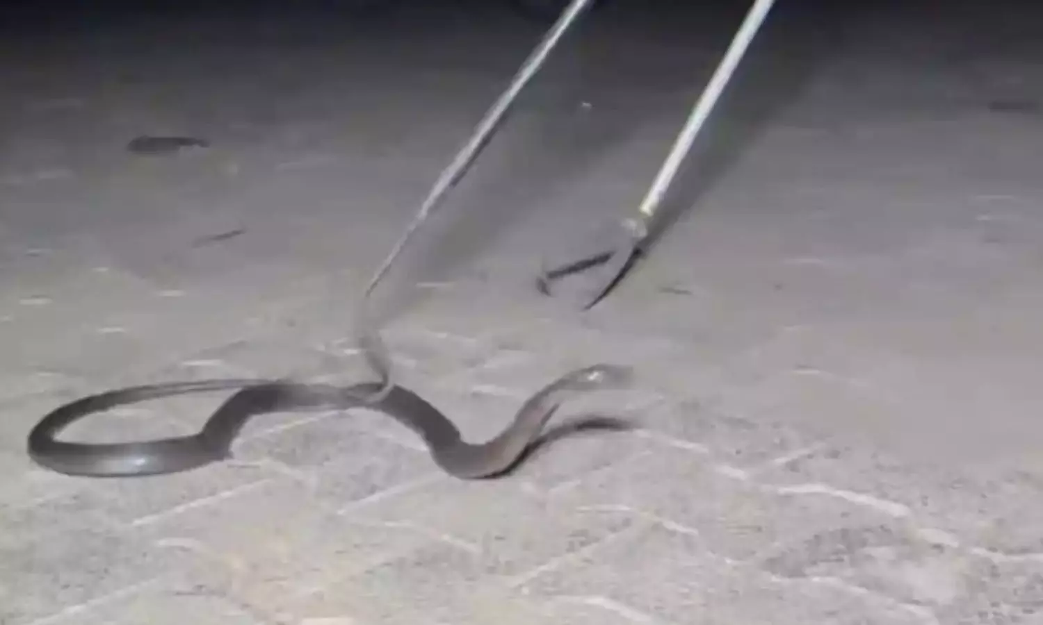 లారీపై 300 కి.మీ. ప్రయాణించిన నాగుపాము