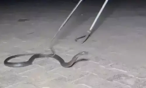 లారీపై 300 కి.మీ. ప్రయాణించిన నాగుపాము