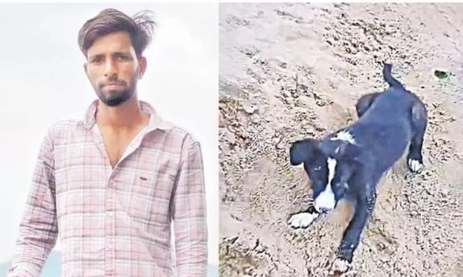 పెంపుడు కుక్క గోరు గుచ్చుకొని