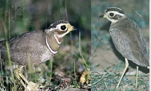 పక్షిని కనిపెట్టడానికి 50 కోట్లు ఖర్చు