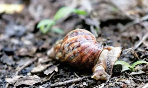 భయపెడుతున్న ఆఫ్రికన్ నత్తలు