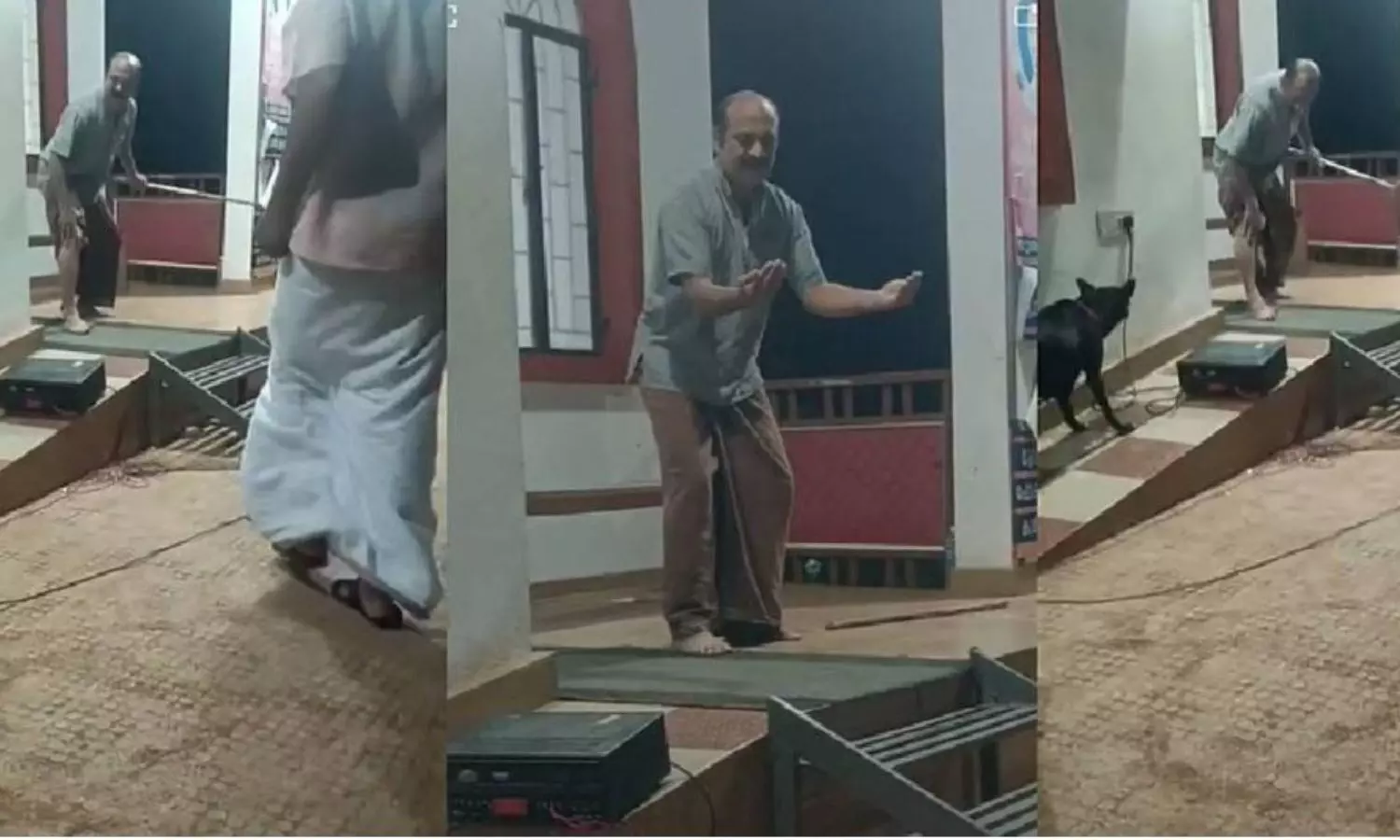 streetdog ,dogs,play,streetplay