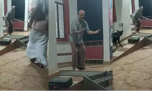 streetdog ,dogs,play,streetplay