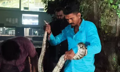 a python spotted near sai baba temple at chaderghat