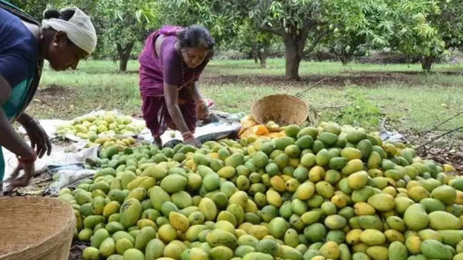 Andhra Pradesh : మామిడి రైతులకు నేడు ప్రభుత్వం గుడ్ న్యూస్ Andhra Pradesh : మామిడి రైతులకు నేడు ప్రభుత్వం గుడ్ న్యూస్