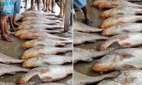 90 చేపలు.. కోటి రూపాయలు