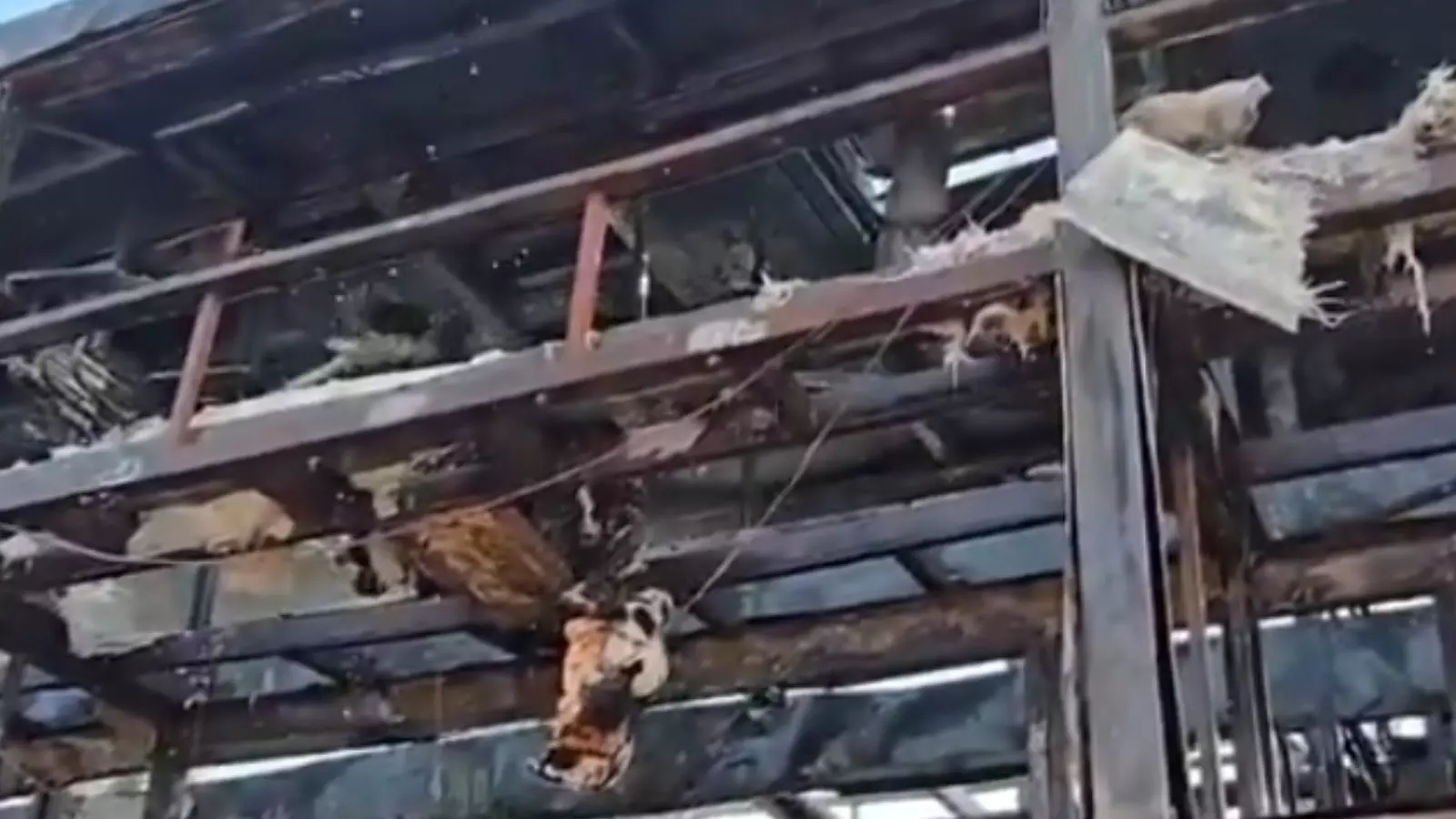 Breaking : బస్సులో మంటలు.. పన్నెండు మంది సజీవ దహనం