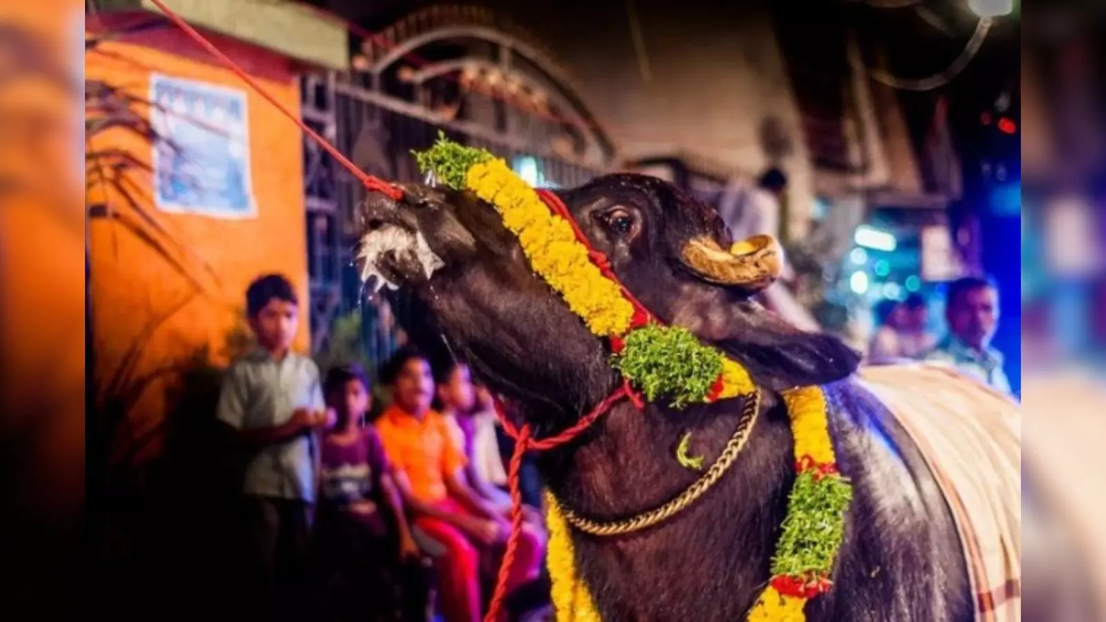 భాగ్యనగరంలో దున్నరాజాలు ఏమి తింటాయంటే?