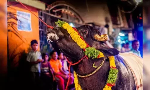 భాగ్యనగరంలో దున్నరాజాలు ఏమి తింటాయంటే?