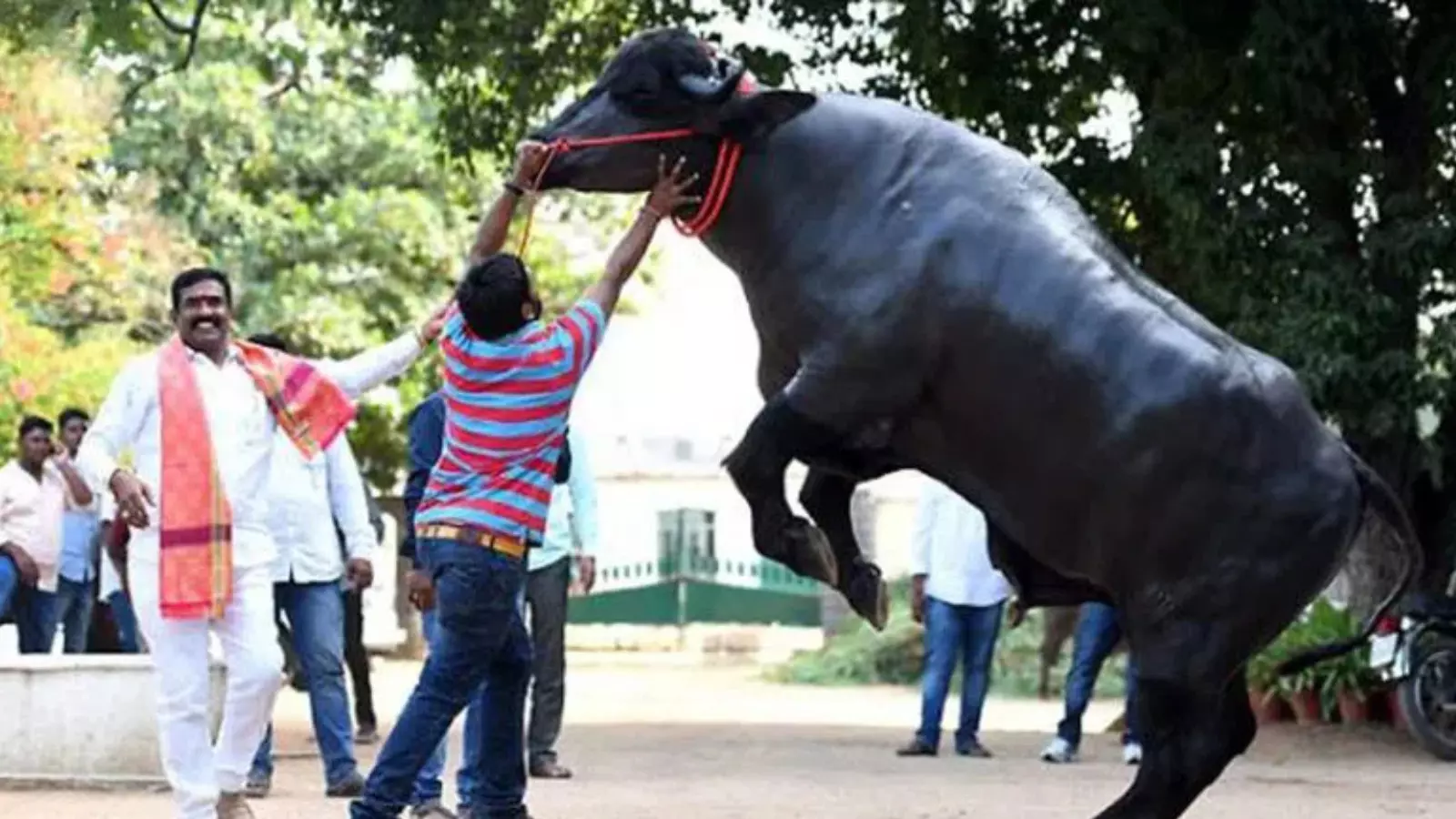 yadavas celebrated sadar festival across hyderabad