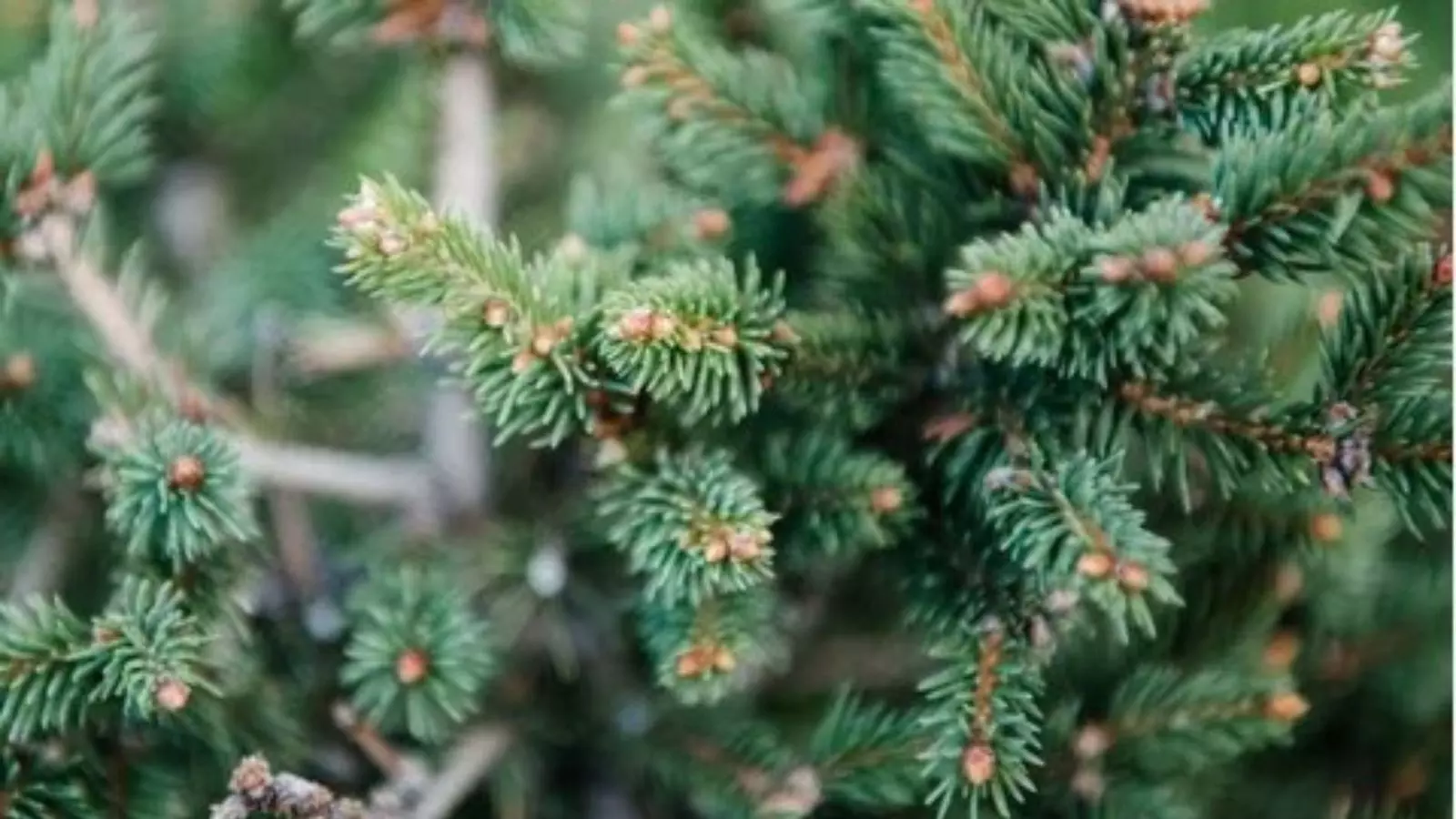 చెట్లలో బంగారం