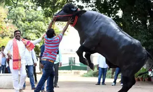 yadavas celebrated sadar festival across hyderabad