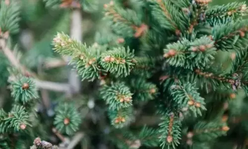 చెట్లలో బంగారం