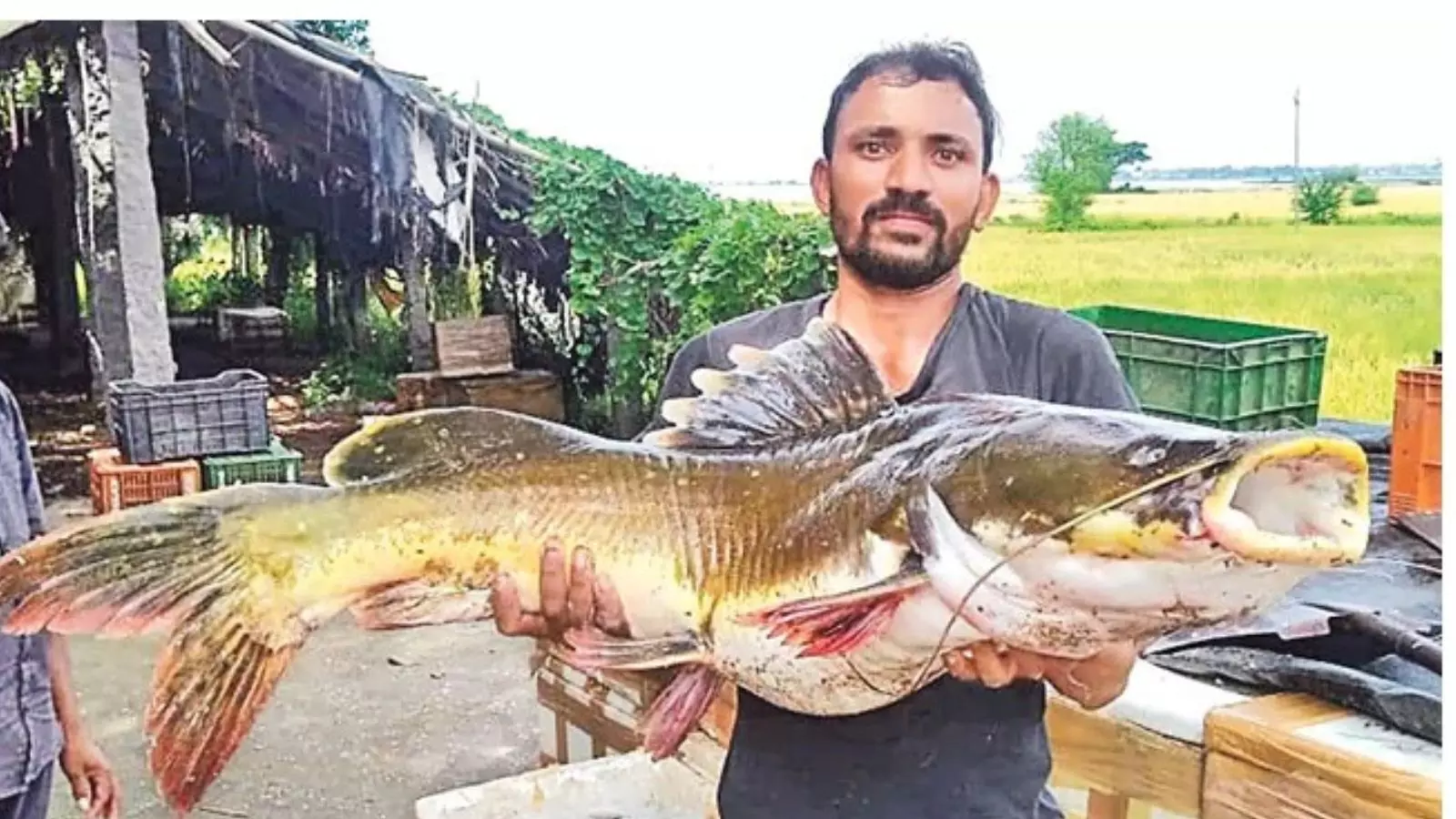 పాలేరు జలాశయంలో మీసాలజెల్ల