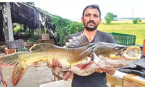 పాలేరు జలాశయంలో మీసాలజెల్ల