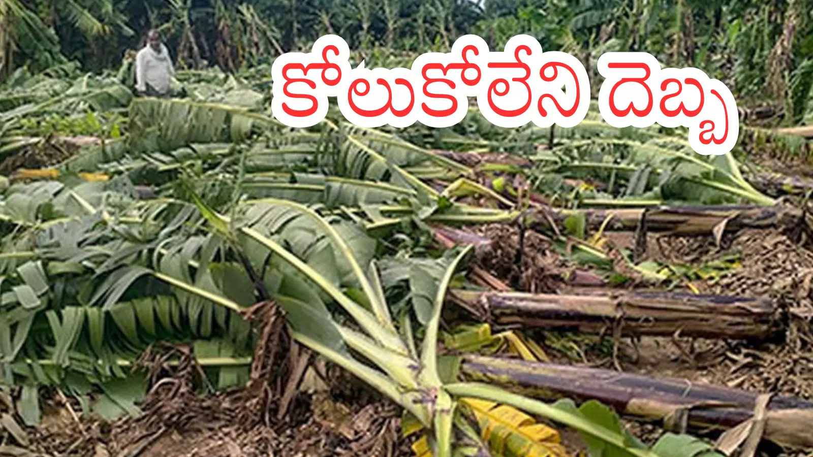 Andhra Pradesh : మొంథా తుపాను.. రైతులను నిలువునా ముంచేసింది