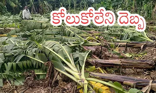 Andhra Pradesh : మొంథా తుపాను.. రైతులను నిలువునా ముంచేసింది