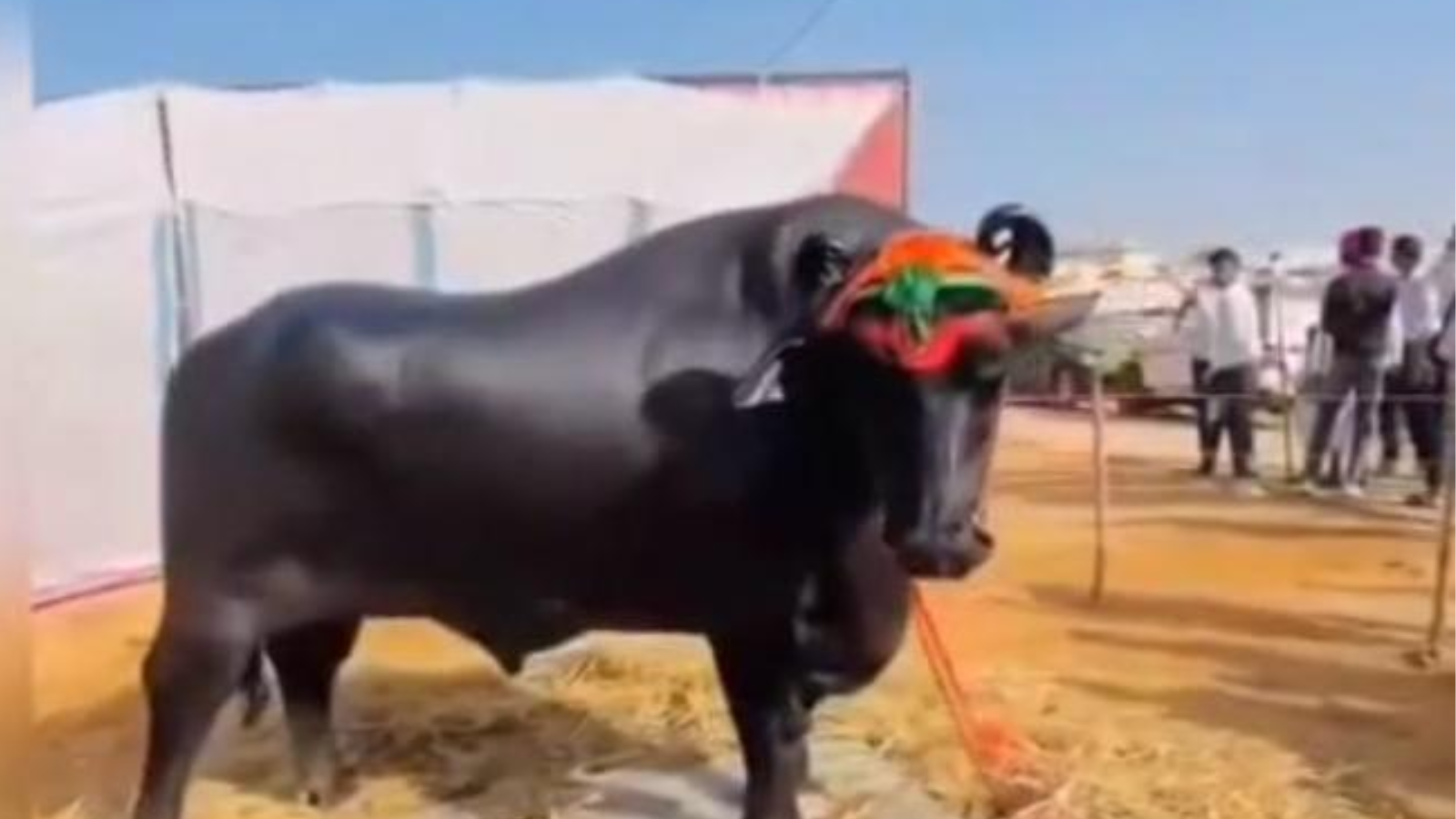 cost of this buffalo ice is . 23 crores. that incident took place at a cattle show in rajasthan
