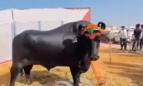 cost of this buffalo ice is . 23 crores. that incident took place at a cattle show in rajasthan