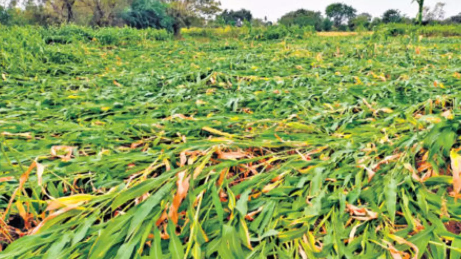 Telanggana : తెలంగాణలో పంట నష్టం ప్రాధమిక అంచనా ఇదే Telanggana : తెలంగాణలో పంట నష్టం ప్రాధమిక అంచనా ఇదే