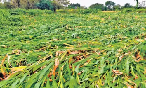 Telanggana : తెలంగాణలో పంట నష్టం ప్రాధమిక అంచనా ఇదే