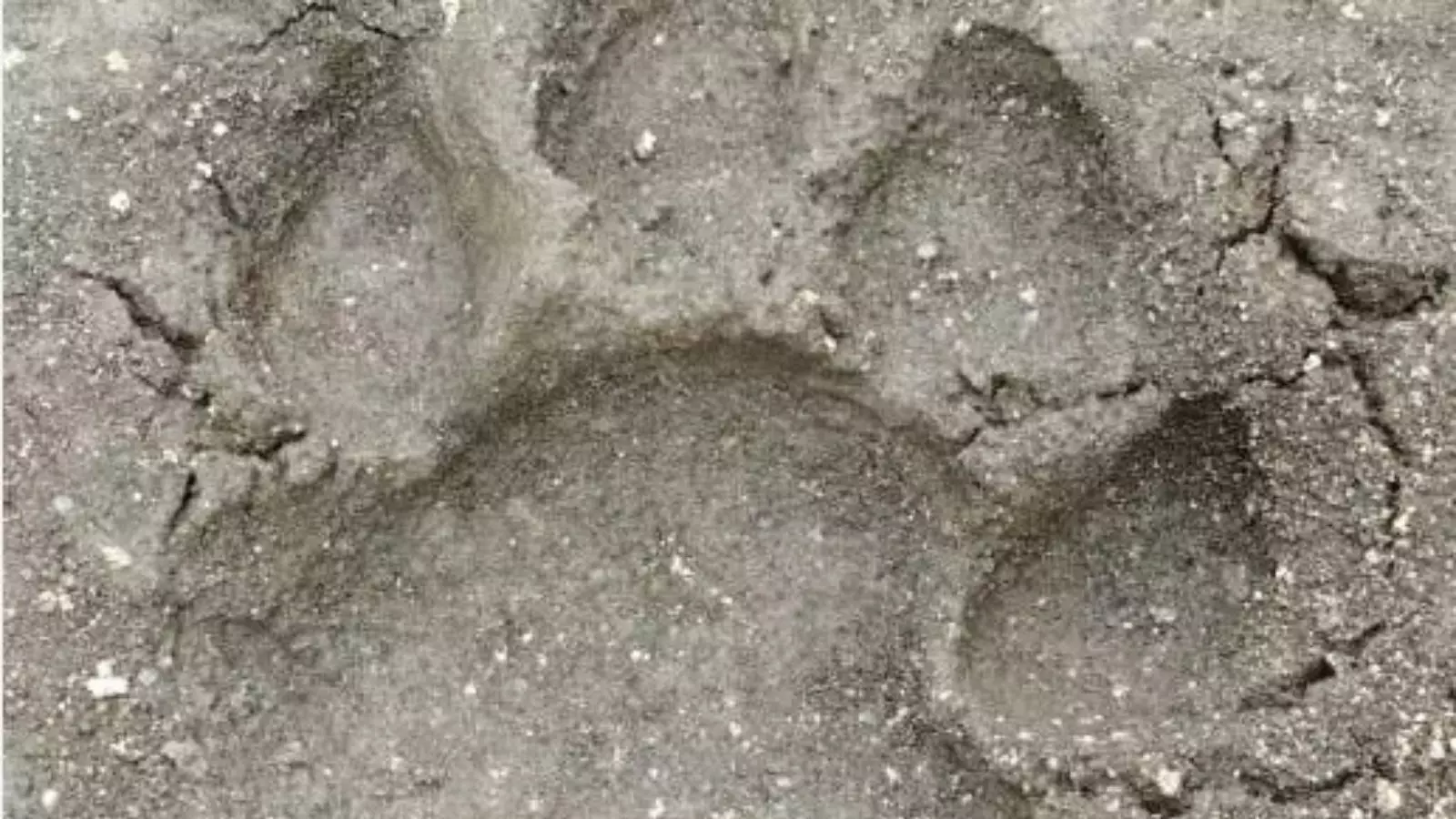 ఆడ పులిని కోసం ఆదిలాబాద్ లోకి!! ఆడ పులిని కోసం ఆదిలాబాద్ లోకి!!