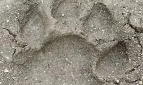 ఆడ పులిని కోసం ఆదిలాబాద్‌‌ లోకి!!