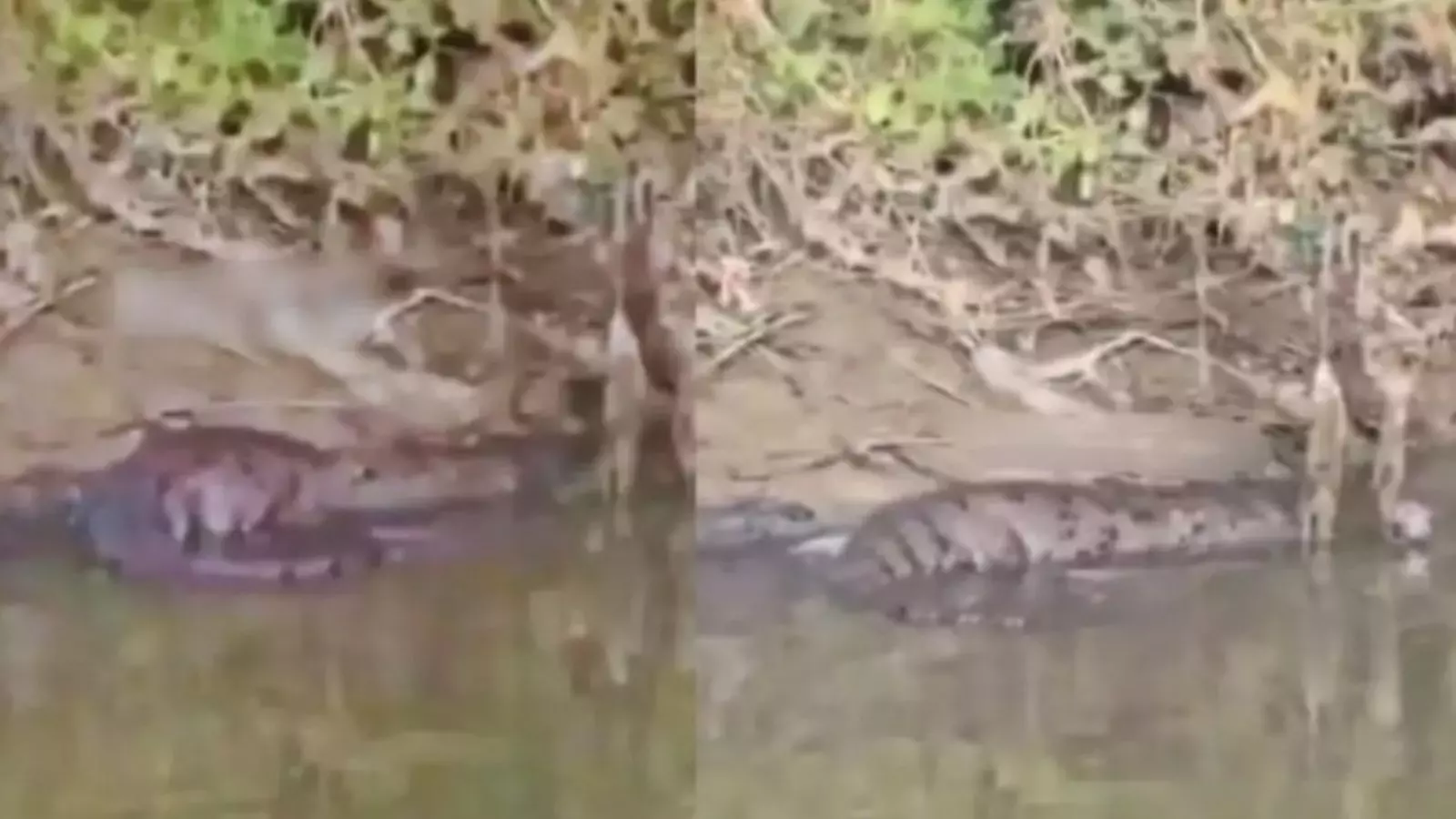 శంషాబాద్ లో మొసలి శంషాబాద్ లో మొసలి