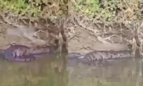 శంషాబాద్ లో మొసలి