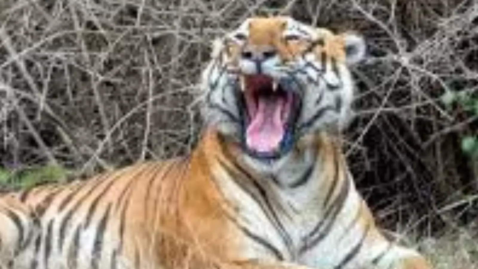 tiger roaming in srirampur creates commotion