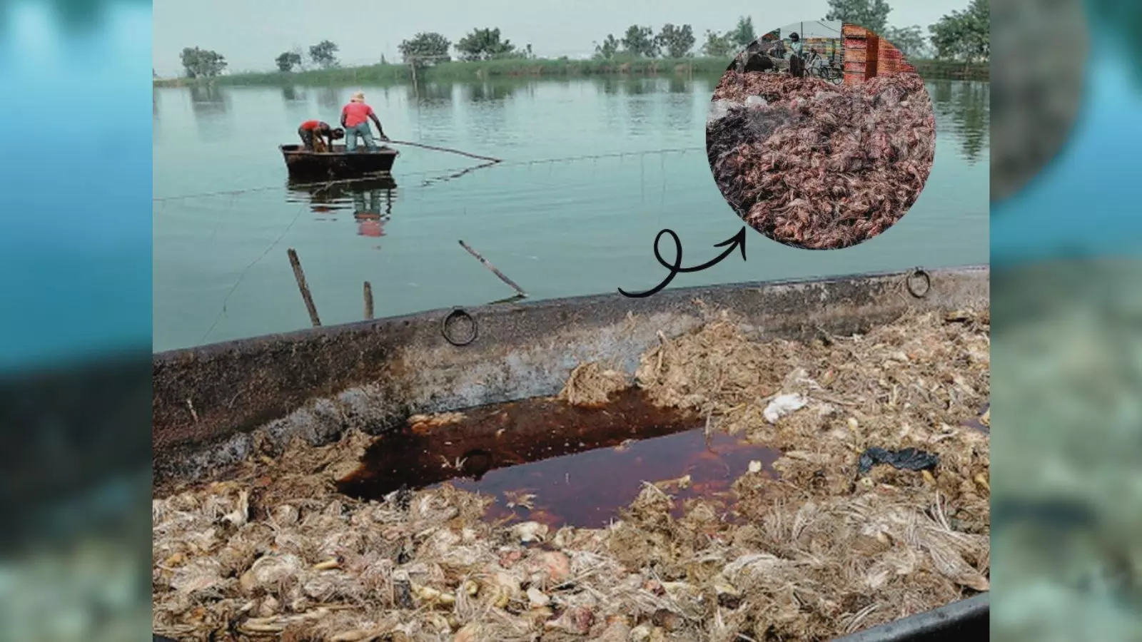 చేపలకు చికెన్ వేస్టేజీ కుళ్లిన గుడ్లు చేపలకు చికెన్ వేస్టేజీ కుళ్లిన గుడ్లు