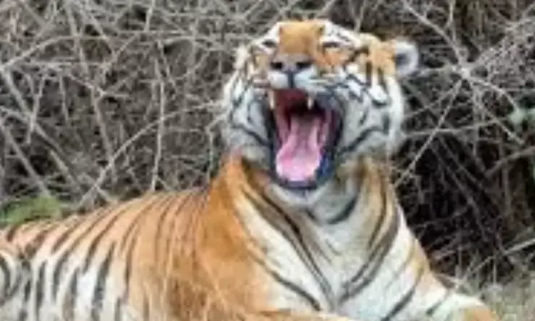 tiger roaming in srirampur creates commotion