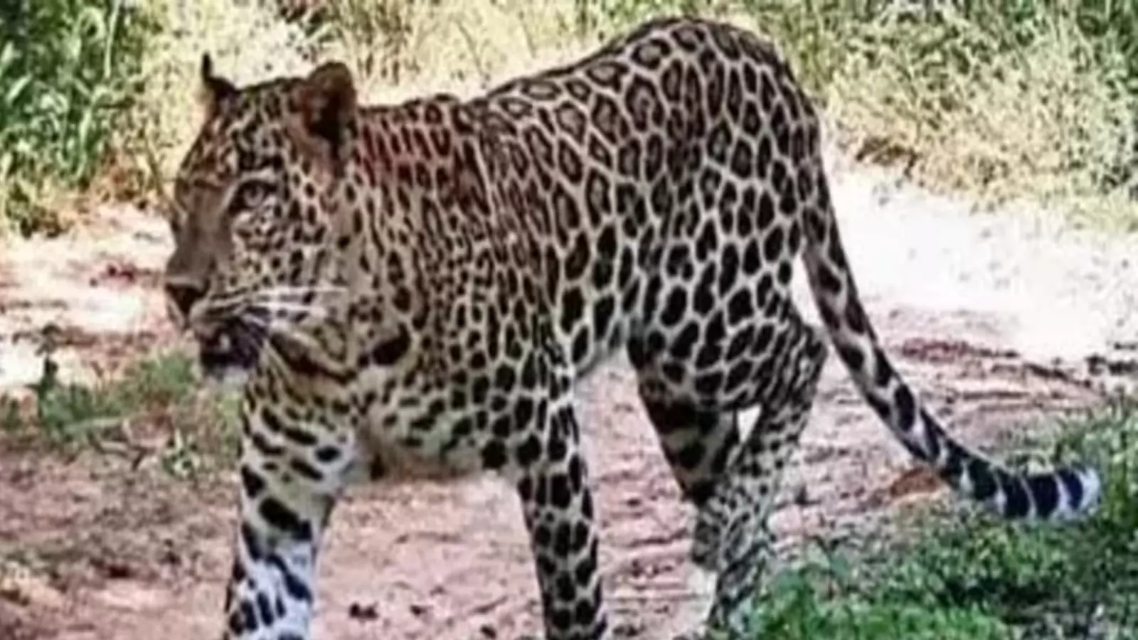 నల్గొండ జిల్లాలో చిరుత పులి కలకలం నల్గొండ జిల్లాలో చిరుత పులి కలకలం