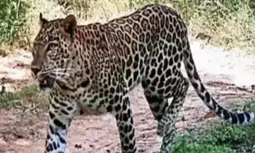 Tiruapathi : తిరుపతి ఎస్వీయూనివర్సిటీలో చిరుత సంచారం