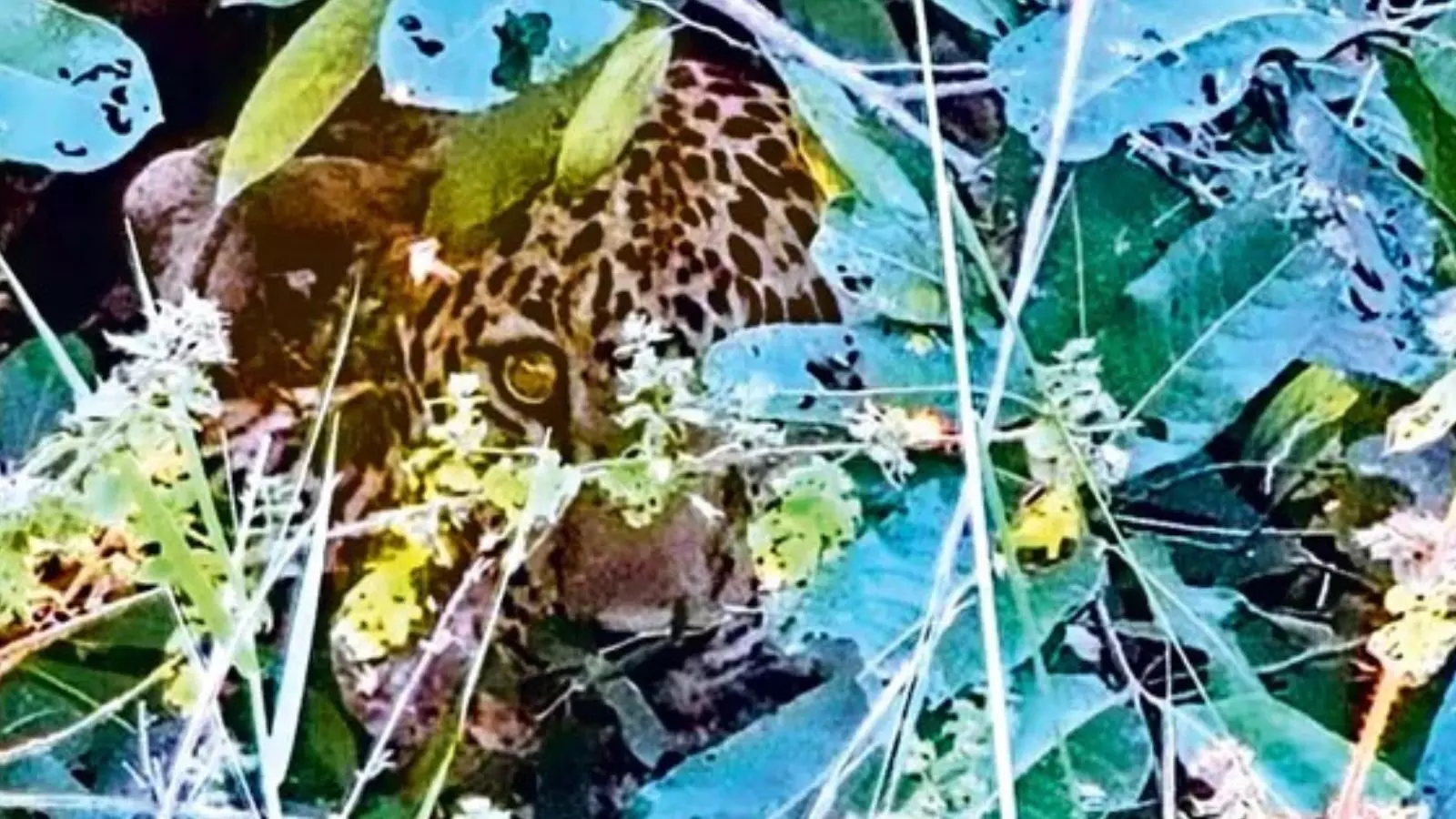 పొదల్లో కదల్లేని స్థితిలో చిరుత పొదల్లో కదల్లేని స్థితిలో చిరుత