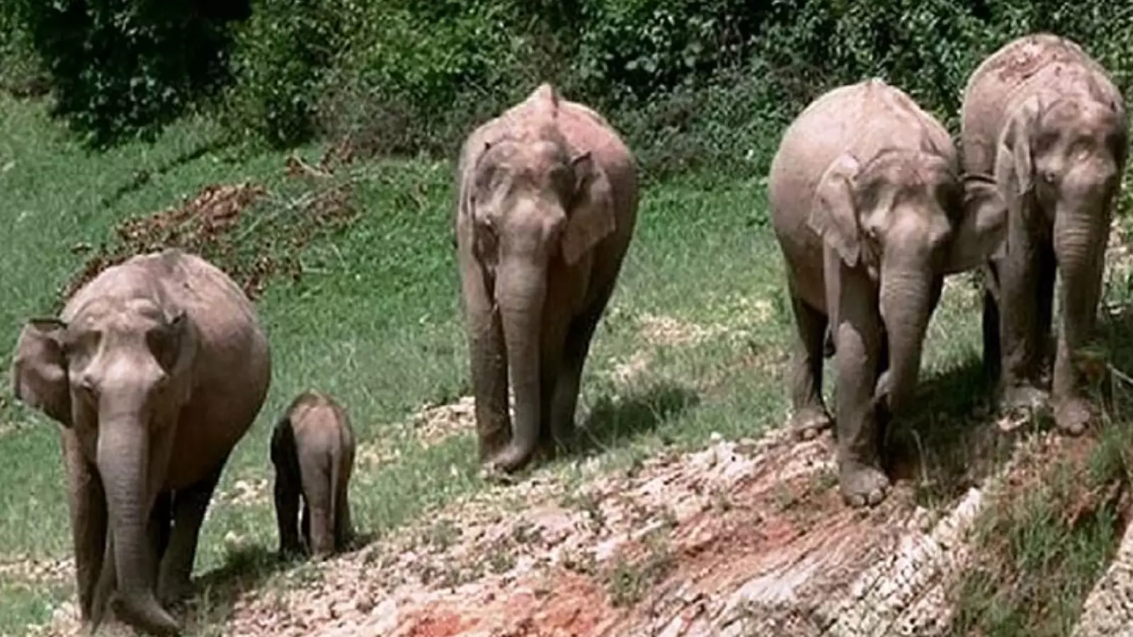 చిత్తూరులో ఏనుగుల దాడిలో రైతు మృతి చిత్తూరులో ఏనుగుల దాడిలో రైతు మృతి