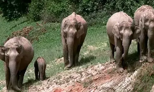 చిత్తూరులో ఏనుగుల దాడిలో రైతు మృతి