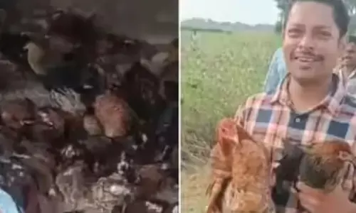 పొలాల్లో వేలాది కోళ్లు పోలీసులు విచారిస్తే!!
