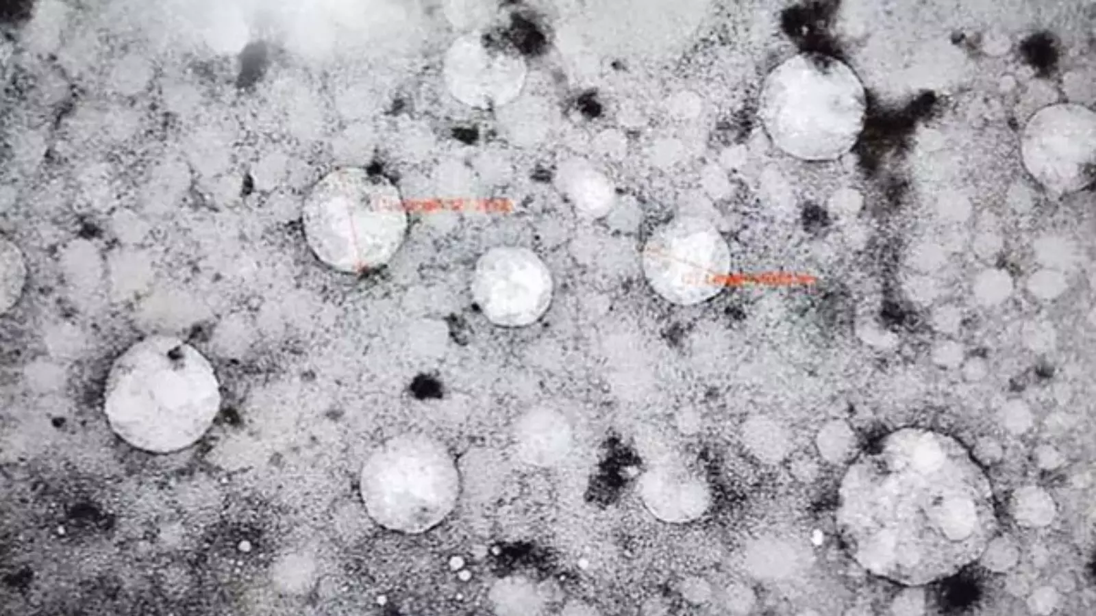 కాలేయానికి లైఫ్ ఇచ్చే తులసి-28ఎక్స్ కాలేయానికి లైఫ్ ఇచ్చే తులసి-28ఎక్స్