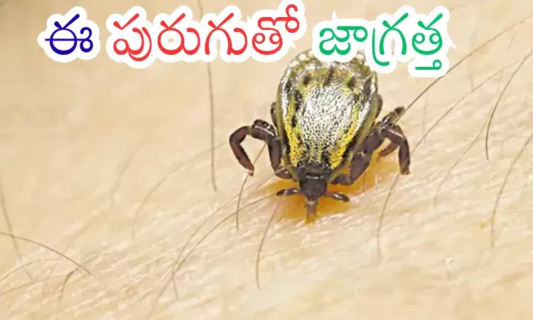 Andhra Pradesh : ఆంధ్రప్రదేశ్ ను వణికిస్తున్న స్క్రబ్ టైఫస్ .. పెరుగుతున్న మరణాలు..లక్షణాలివే