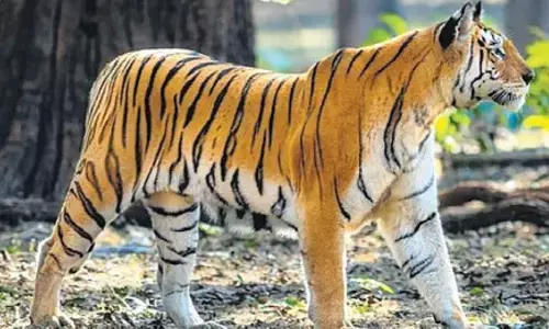 presence of tiger in Kamareddy district is frightening presence of tiger in Kamareddy district is frightening