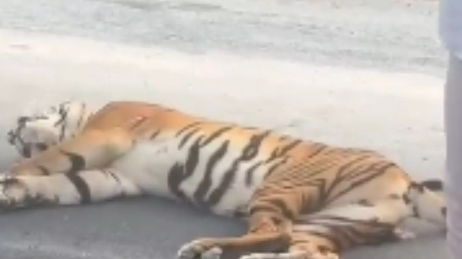 tiger died in palnadu district