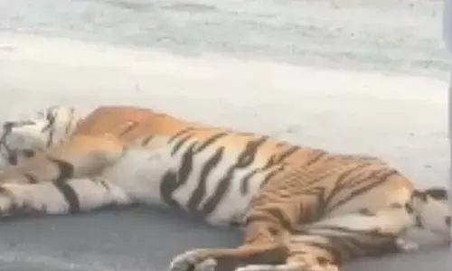 tiger died in palnadu district